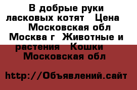 В добрые руки ласковых котят › Цена ­ 1 - Московская обл., Москва г. Животные и растения » Кошки   . Московская обл.